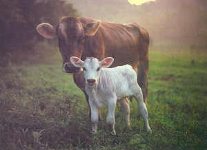 La vache et son veau